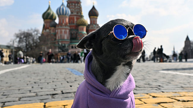 В Москве рекомендовали утеплять небольших собак при температуре около 5 градусов