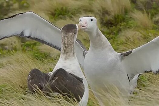 Два самца альбатроса создали семью из-за нехватки самок