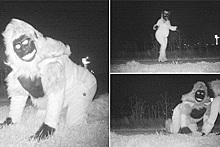 Камера для наблюдения за животными запечатлела людей в костюмах монстров