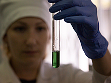 В Новосибирске сообщили о начале тестирования туристов из Индии на вирус Нипах