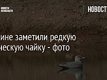 В Гатчине заметили редкую арктическую чайку - фото