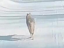 Деревенские папарацци выгнали волков из Кыштовки