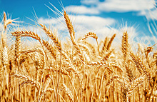 На Украине могут разрешить продажу сельхозземель