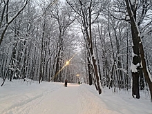 За прошлый год лесные арендаторы в Ленобласти заплатили 30 миллионов рублей штрафов