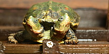 Черепаха с двумя головами впервые родилась в Нидерландах