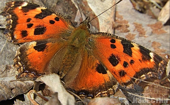 В Курской области проснулись бабочки