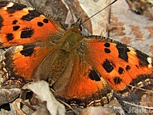 В Курской области проснулись бабочки