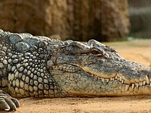 Крокодилы умеют бегать рысью и галопом
