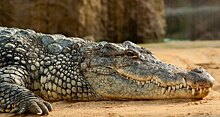 Крокодилы умеют бегать рысью и галопом