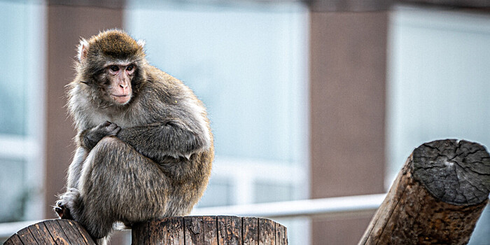 Животных Ленинградского зоопарка посадили на зимнюю диету