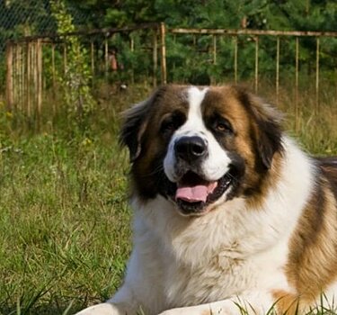 Московская сторожевая собака — описание породы