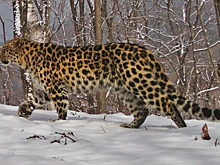 В Приморском крае многодетную самка леопарда впервые зафиксировали без выводка