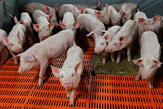 В Симферополе запретили торговать свининой