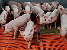 В Симферополе запретили торговать свининой