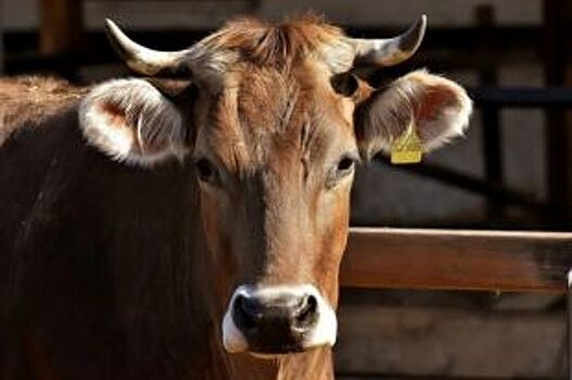 Новый агрокомплекс на 400 коров открылся во Владимирской области