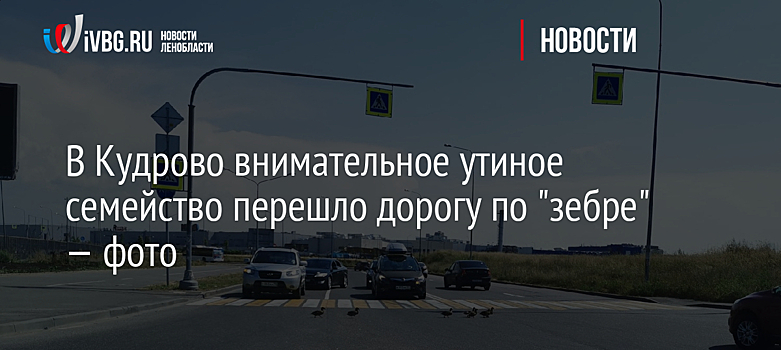 В Кудрово внимательное утиное семейство перешло дорогу по "зебре" — фото