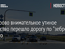 В Кудрово внимательное утиное семейство перешло дорогу по "зебре" — фото