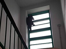 Медведи лезут на стены от жизни в Приморье