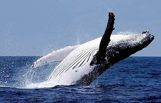 Найдены нарушения при вылове китов на Чукотке
