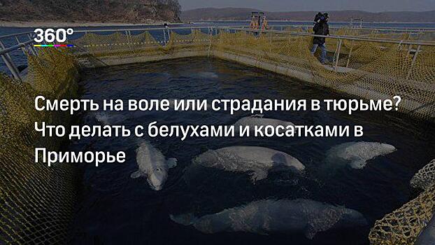 Узники «китовой тюрьмы» обретут свободу и получат GPS‐трекеры