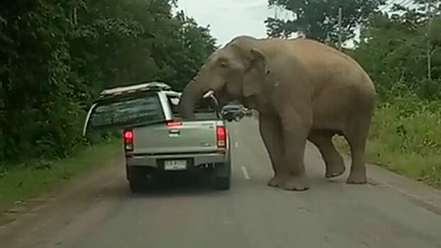 Слон остановил на трассе машину и снес на ней крышу в поисках еды: видео