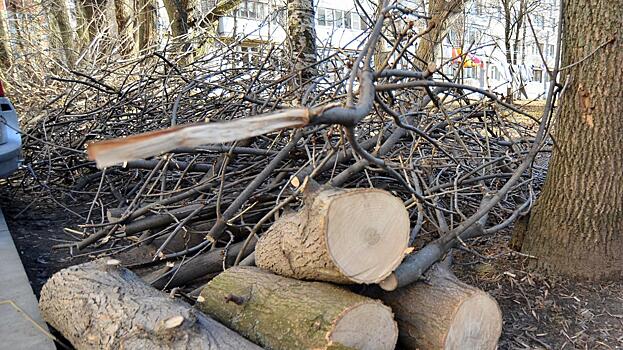 О правилах кронирования и спила деревьев вологжанам рассказали в управляющей компании «Фрязиново»