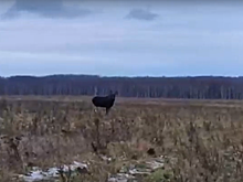 Встреча с робким лосем попала на видео в Нижегородской области