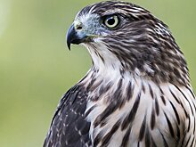 Москвичи все чаще замечают ястребов в столичных дворах