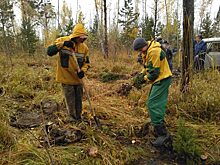 Ачинские лесные пожарные высадили 100 елей