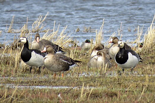 Go Arctic: экосистему российских озер Арктики очистят с помощью птичьего помета