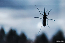 Минобороны РФ: Пентагон выводит насекомых-переносчиков гепатита B и СПИД