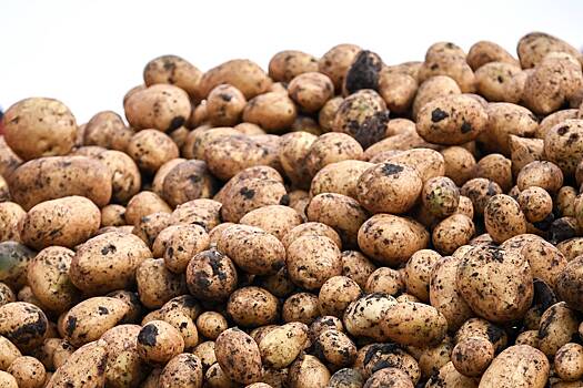 Названы регионы с самым дешевым картофелем