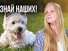 Знай наших! Об одомашнивании собак