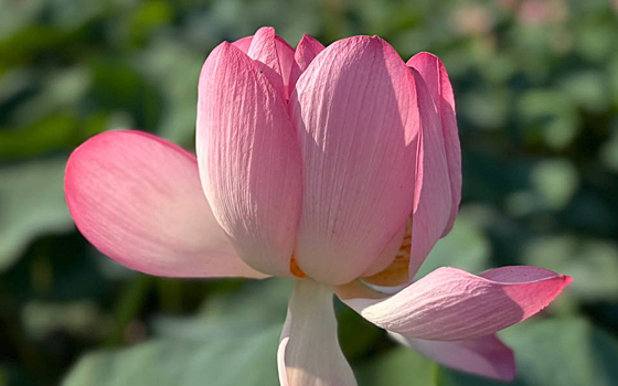 Алевтина Доненко поучаствовала в бизнес-ретрите «ОПОРЫ РОССИИ»