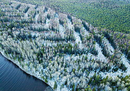 Путин ограничил сплошные вырубки лесов