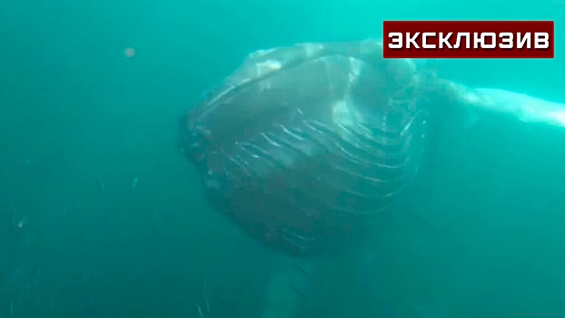 Киты сбываются: туроператоры рассказали о необычном снорклинге под Мурманском