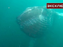 Киты сбываются: туроператоры рассказали о необычном снорклинге под Мурманском