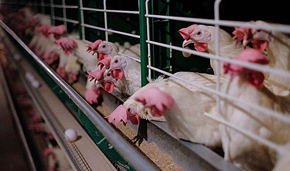 Птицефабрика «Костромская» лишится полмиллиона кур из-за птичьего гриппа