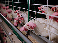 Птицефабрика «Костромская» лишится полмиллиона кур из-за птичьего гриппа