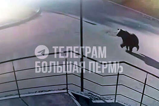 В Перми медведь гулял по студгородку и попал на видео
