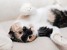 Женщина уволилась с госслужбы и стала переводчицей с кошачьего