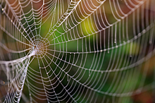 Как пауки плетут паутину под различными веществами