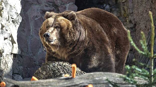 «Нежно кушает»: Московский зоопарк показал тыквенный обед медведицы Розы