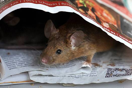 Туристы расправились с мышью в номере отеля ради бесплатного проживания