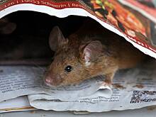 Туристы расправились с мышью в номере отеля ради бесплатного проживания