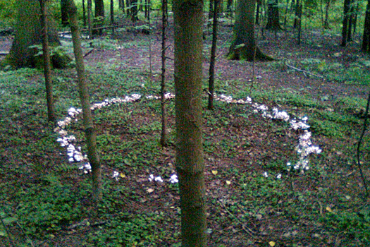 Москвич отправился в лес за грибами и нашел «ведьмин круг»