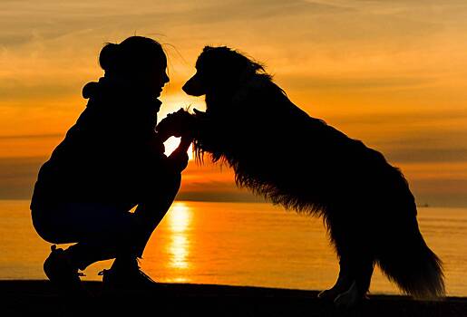 Муж и жена воссоединились с любимой собакой спустя семь лет после ее похищения