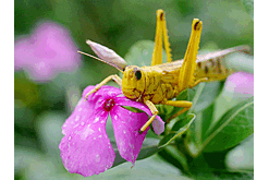 Теплая зима грозит урожаю нашествием вредителей и болезнями