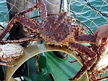 Краба заберут у русских рыбаков, чтобы утонуть в санкциях