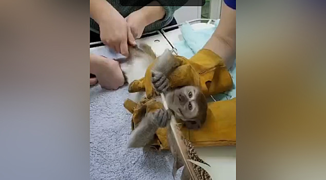 В зоопарке Челябинска яванской макаке делают массаж и в ее расписании дня есть релаксирующие процедуры